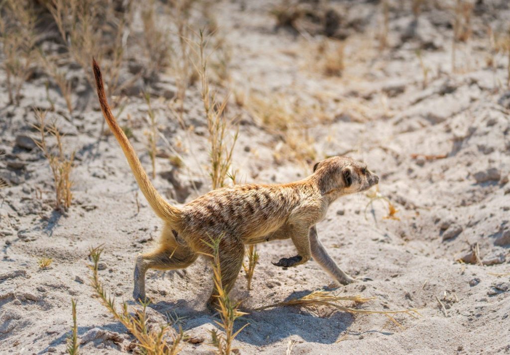 A meerkat walks across a sandy, dry landscape.