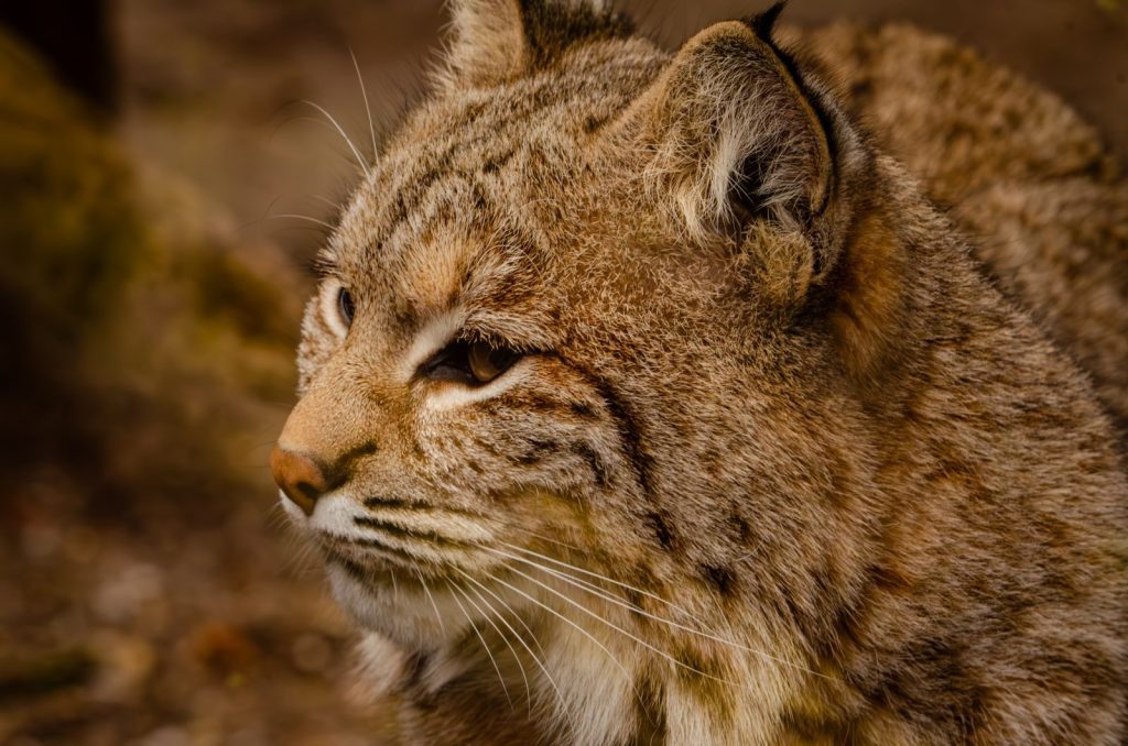 Intimate close-up of a bobcat highlighting its distinctive features and natural habitat.