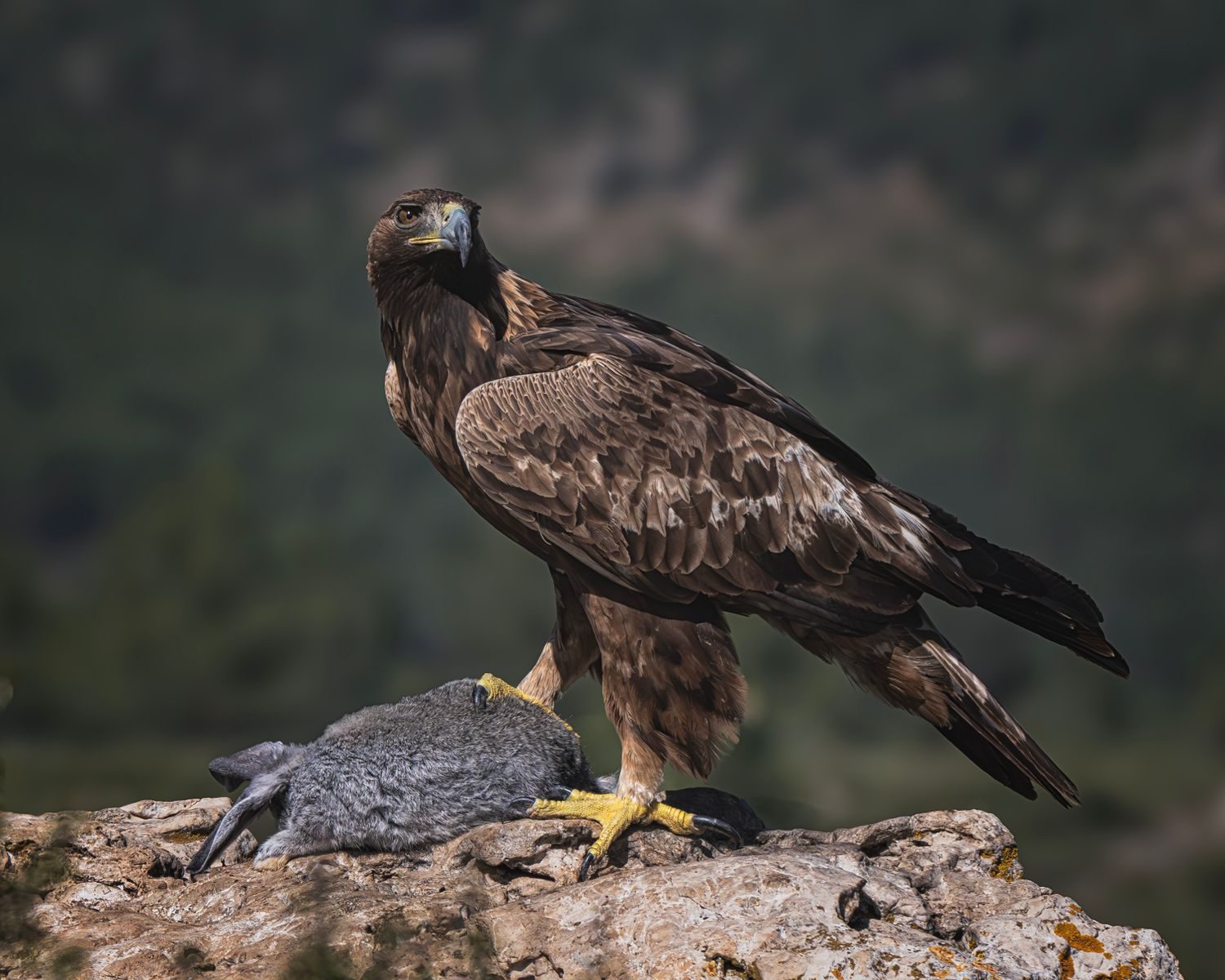 Golden eagle perched on rocky cliff holding prey, showcasing its power and majesty.