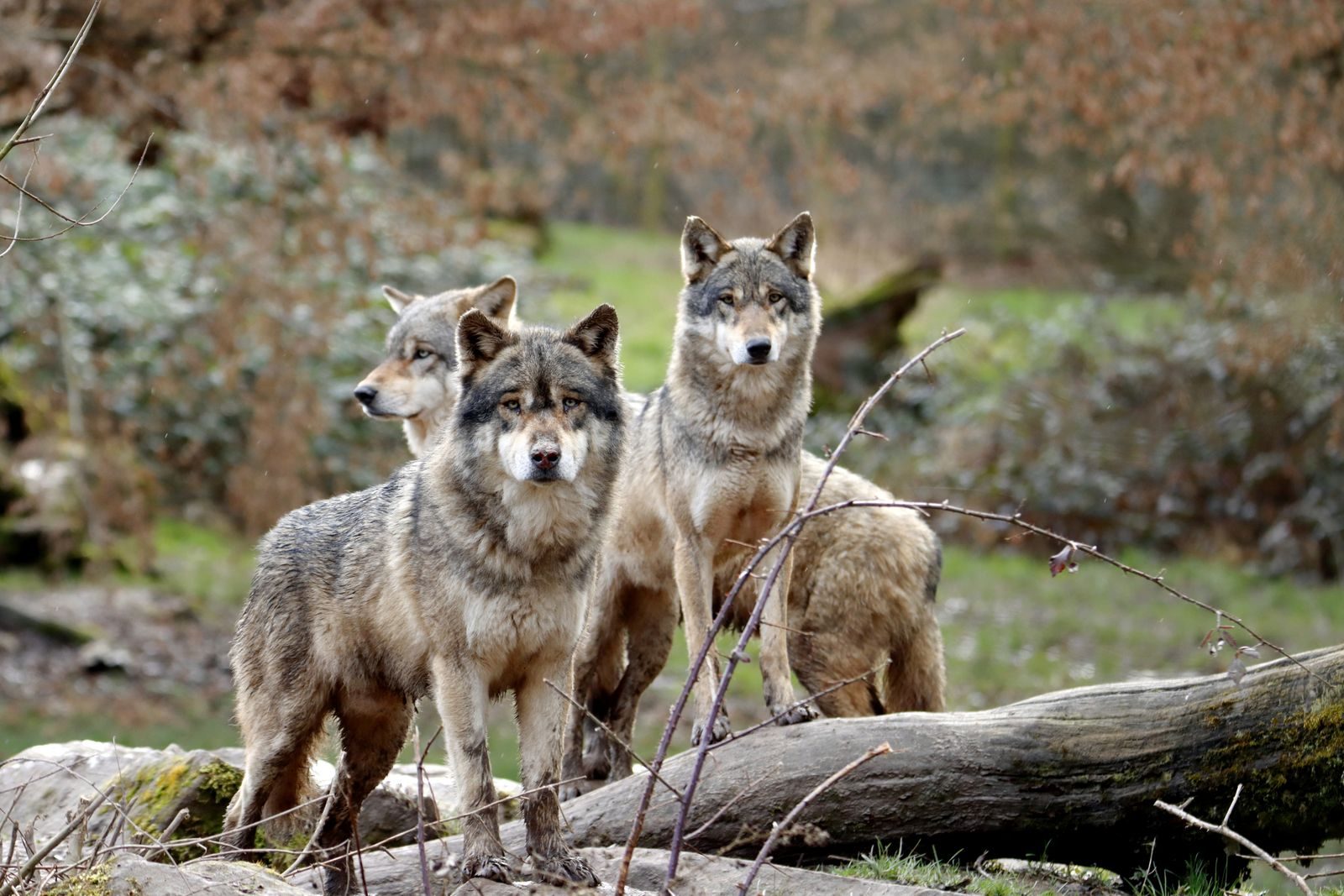 A group of gray wolves standing alert in their natural forest surroundings.