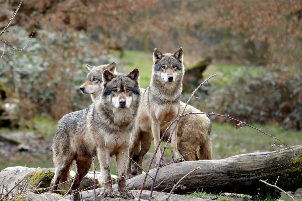 A group of gray wolves standing alert in their natural forest surroundings.