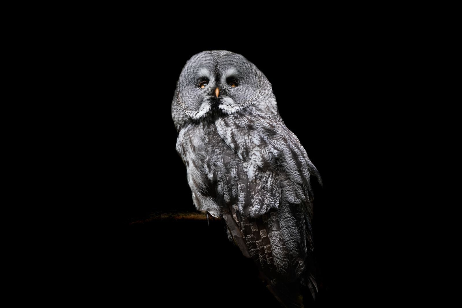 Close-up of a Great Grey Owl isolated in the dark, showcasing its detailed feathers.