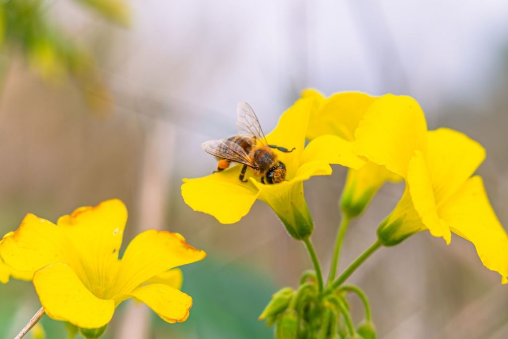 A honey bee delicately gathers pollen from vibrant yellow blooms in natural setting.
