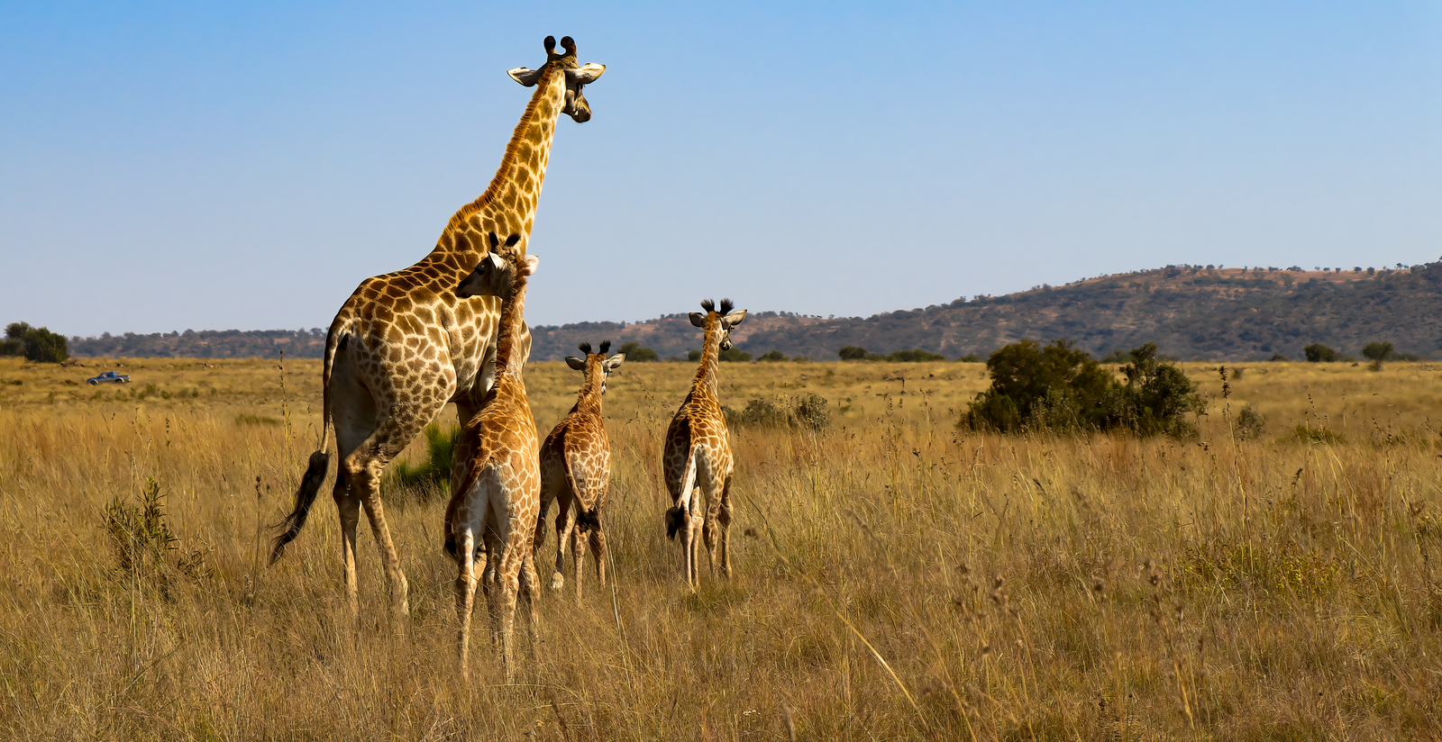 A group of giraffes meandering through the open savanna, epitomizing wildlife beauty.