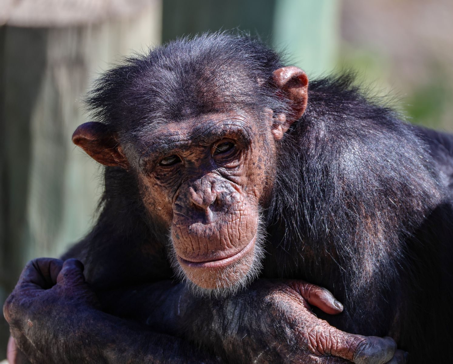 A detailed portrait of a chimpanzee showcasing its expressive face in a wildlife environment.