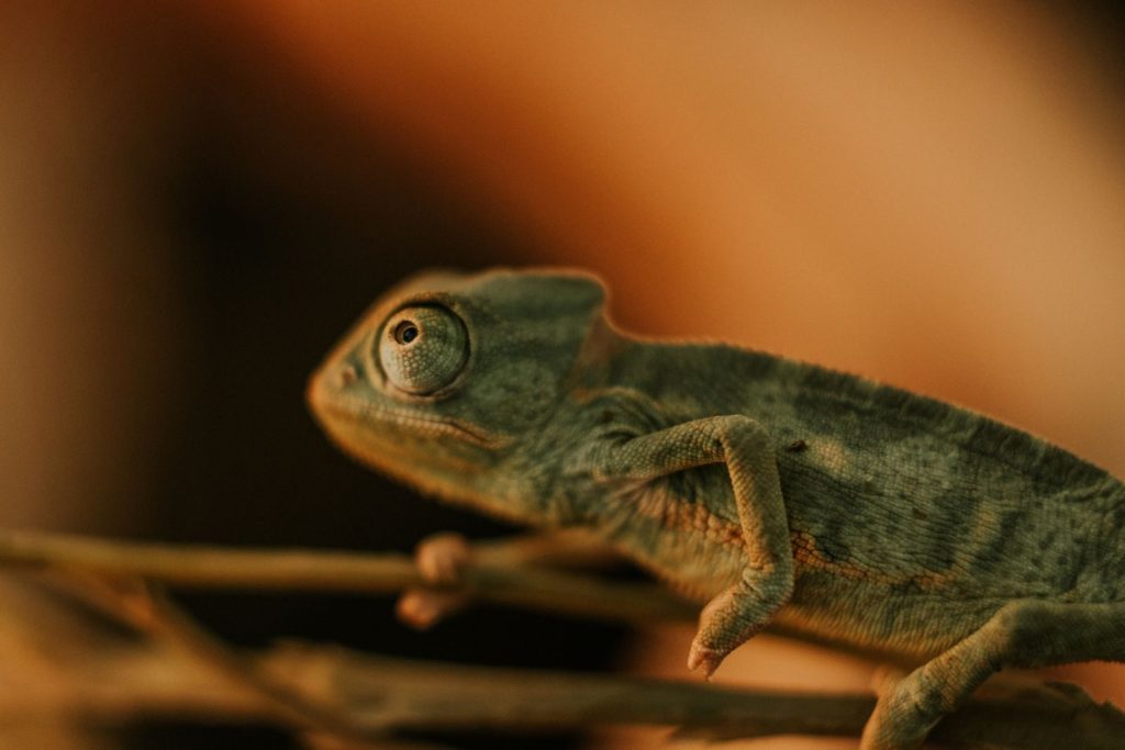 Detailed close-up of a chameleon showcasing its exotic texture and camouflage abilities.