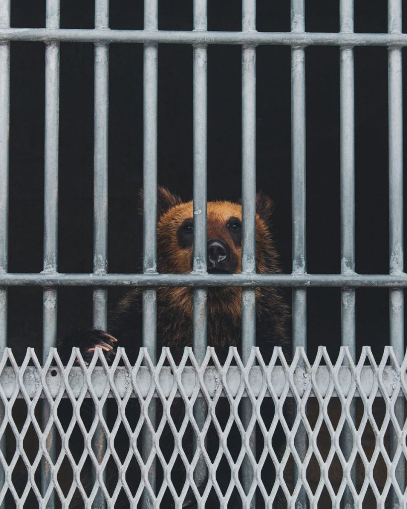 A poignant image of a bear in captivity, peering through metal bars at a zoo.
