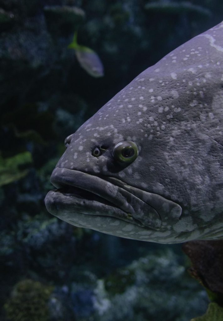 Detailed close-up of a giant grouper fish swimming underwater in its natural habitat.