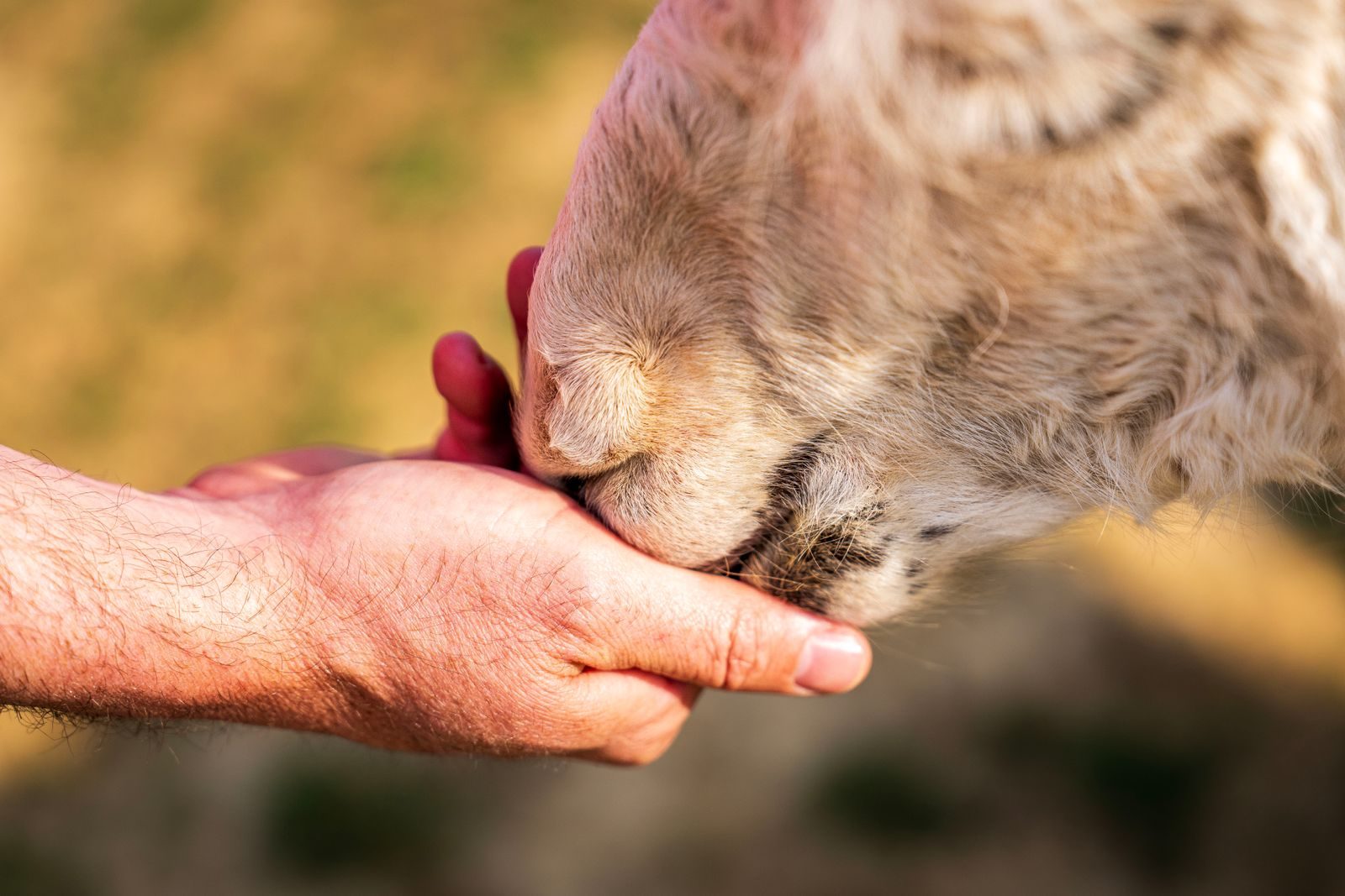 A close-up of a lamb nuzzling a human hand in sunlight.