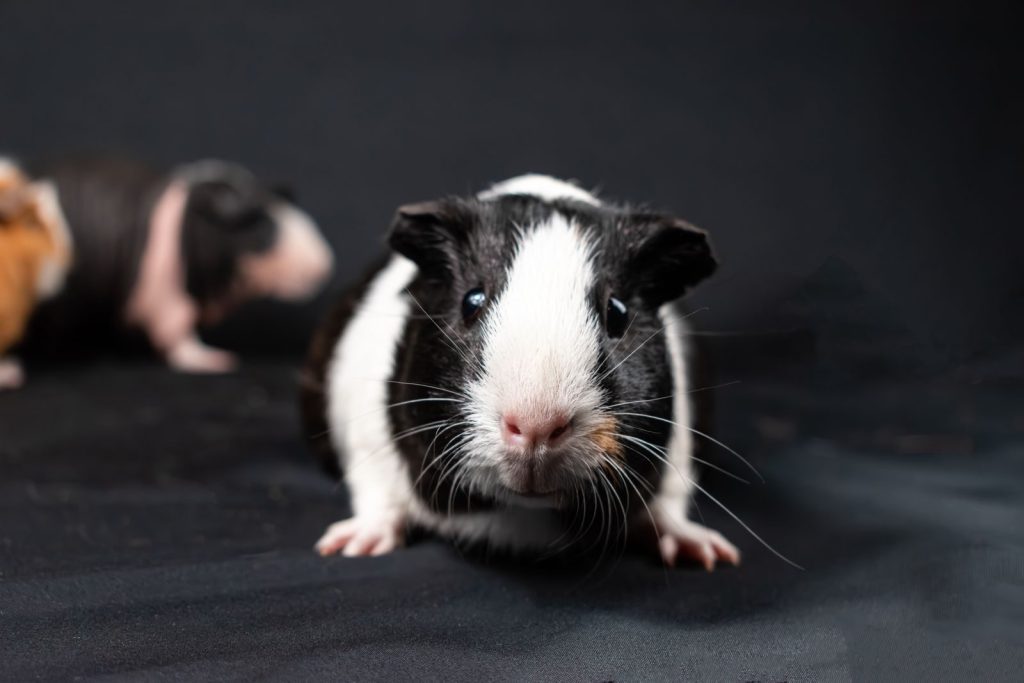 Adorable black and white guinea pig on a black background in a studio setting.