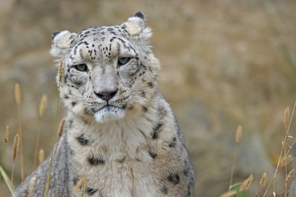 Majestic snow leopard portrait capturing its serene beauty in the wild.