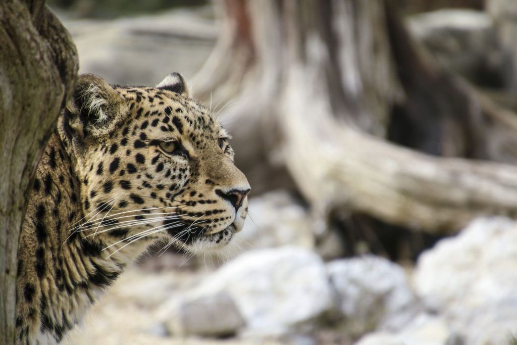 A close-up of a leopard in its natural habitat, showcasing its striking fur and piercing eyes.