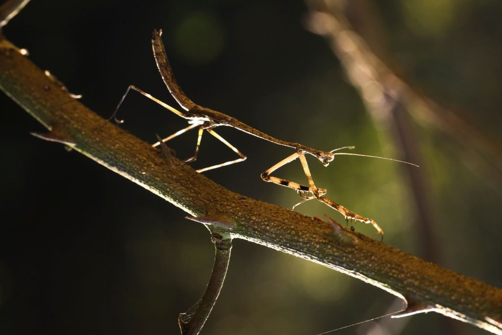 Detailed macro photo of a mantis resting on a thorny branch, captured in natural light.