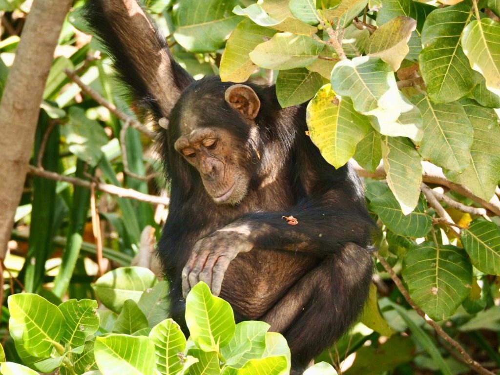 A peaceful chimpanzee lounging in vibrant greenery, showcasing wildlife in nature.