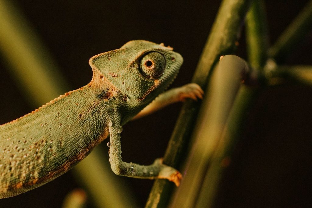 Close-up of a green chameleon on a branch with a dark background, showcasing nature's camouflage.