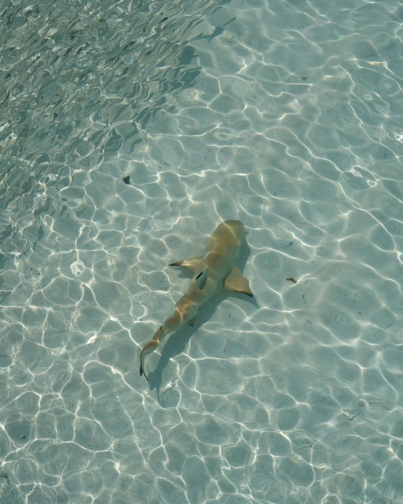 A serene aerial shot of a shark swimming in crystal clear ocean waters, showcasing nature's beauty.