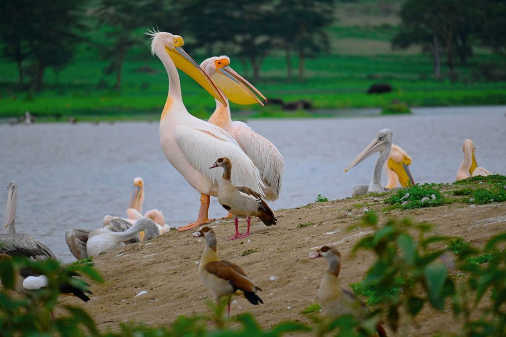 A vibrant scene of pelicans and geese by the riverbank in Nakuru, Kenya showcasing diverse wildlife.