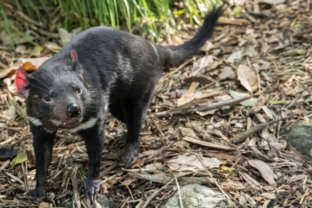 Detailed shot of a Tasmanian Devil in its natural habitat at Auckland Zoo.