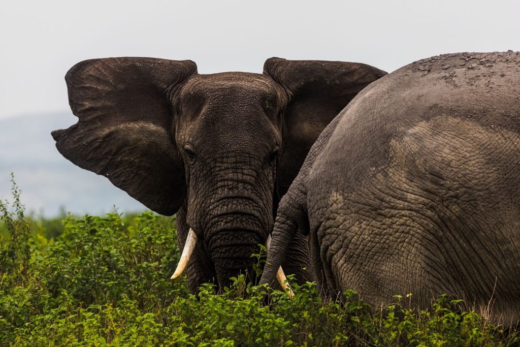 Close-up of two elephants grazing in a lush green grassland, showcasing wildlife in nature.