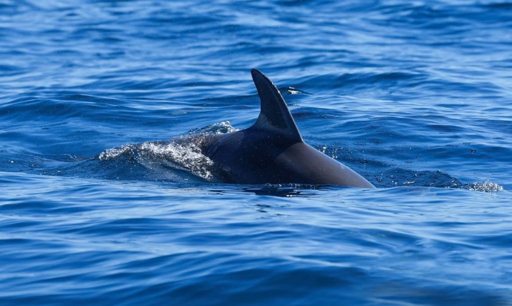 Close-up of a shark fin breaking the ocean surface on a sunny day, capturing the essence of marine life.