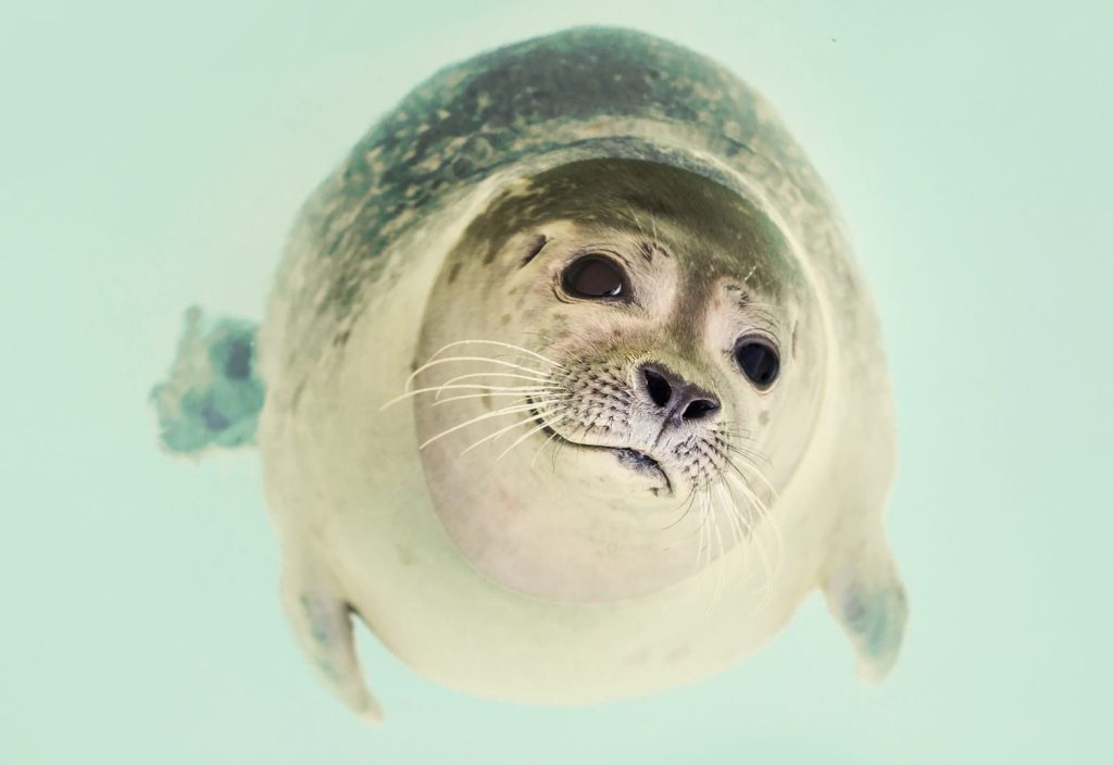 A playful seal photographed underwater with a clear view of its expressive face.