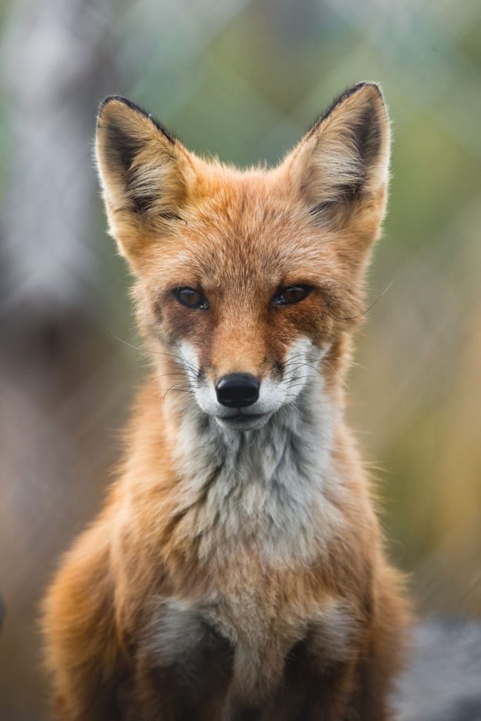 A close-up shot of a red fox with attentive gaze in a natural setting.