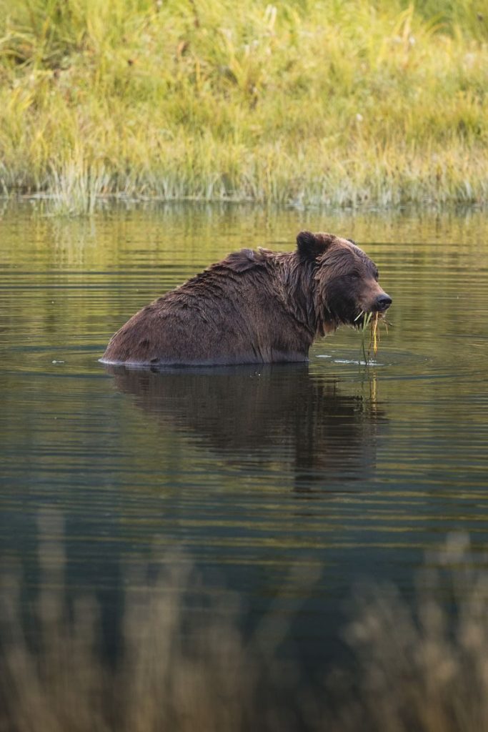 A majestic grizzly bear swims in a tranquil body of water surrounded by lush greenery, capturing the essence of wildlife photography.