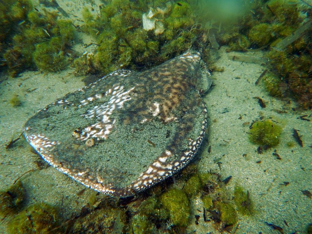 torpedo marmarota, marbled electric ray, stingray, ray, stingray, stingray, stingray, stingray, stingray