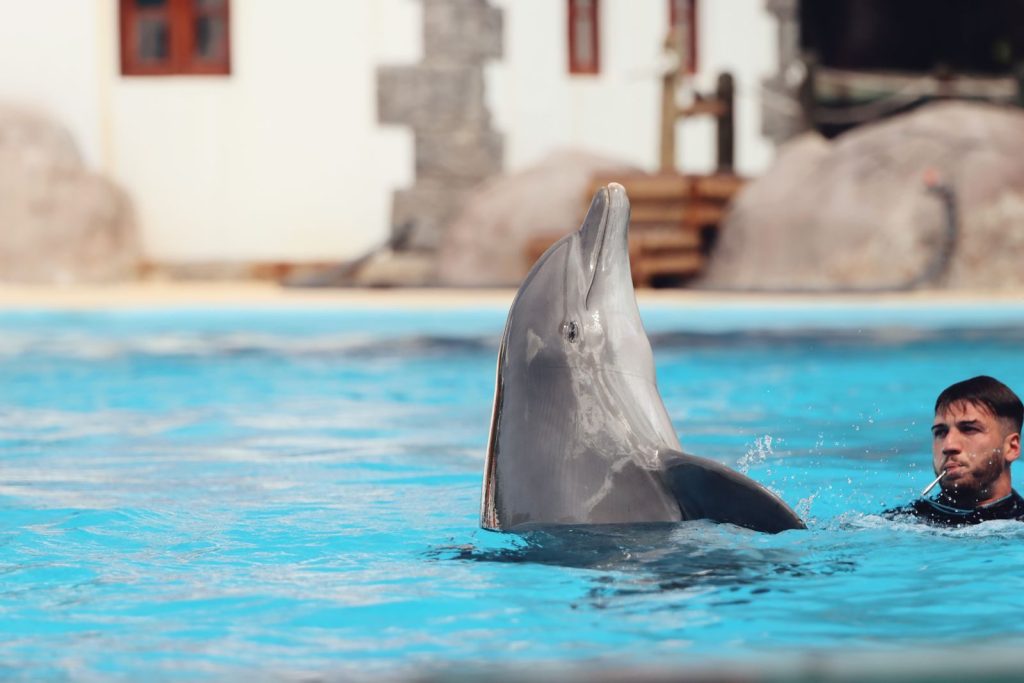 Dolphin interacting with trainer in an outdoor pool, Lisbon. Fun summer activity.