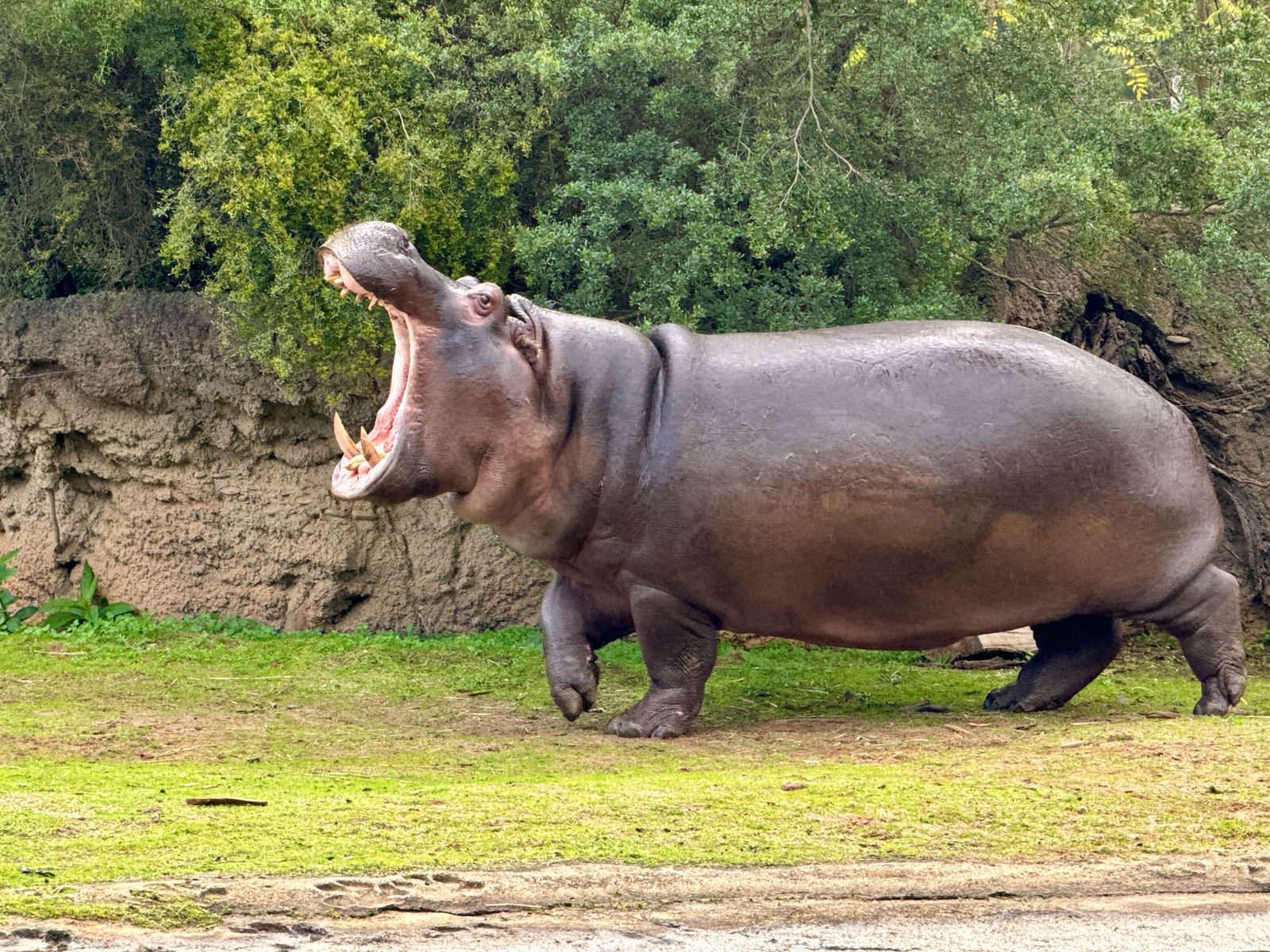 A large hippopotamus yawning in an outdoor zoo setting in Werribee South, Australia.