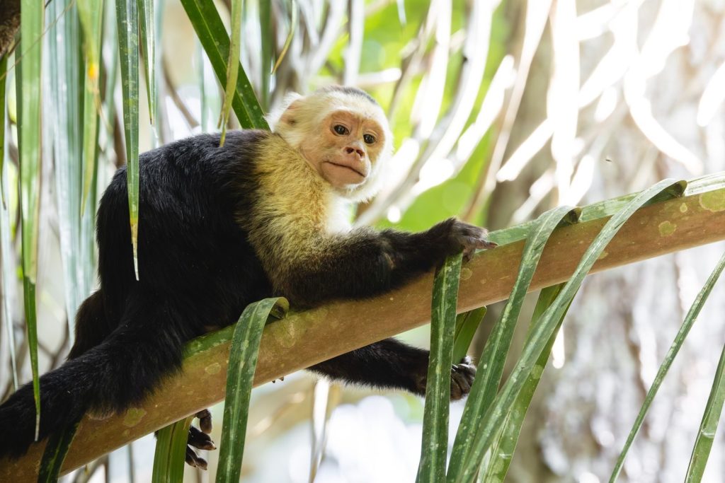 A capuchin monkey resting on a tree branch amidst tropical foliage.