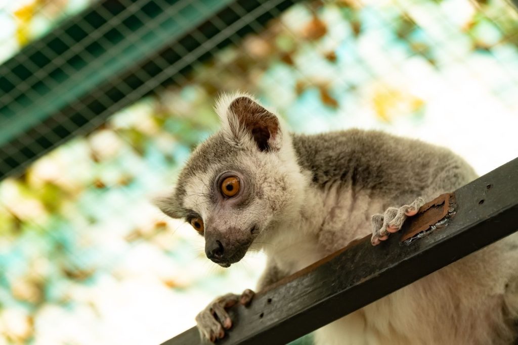 A ring-tailed lemur peeks out from a zoo enclosure, capturing a moment of curiosity.
