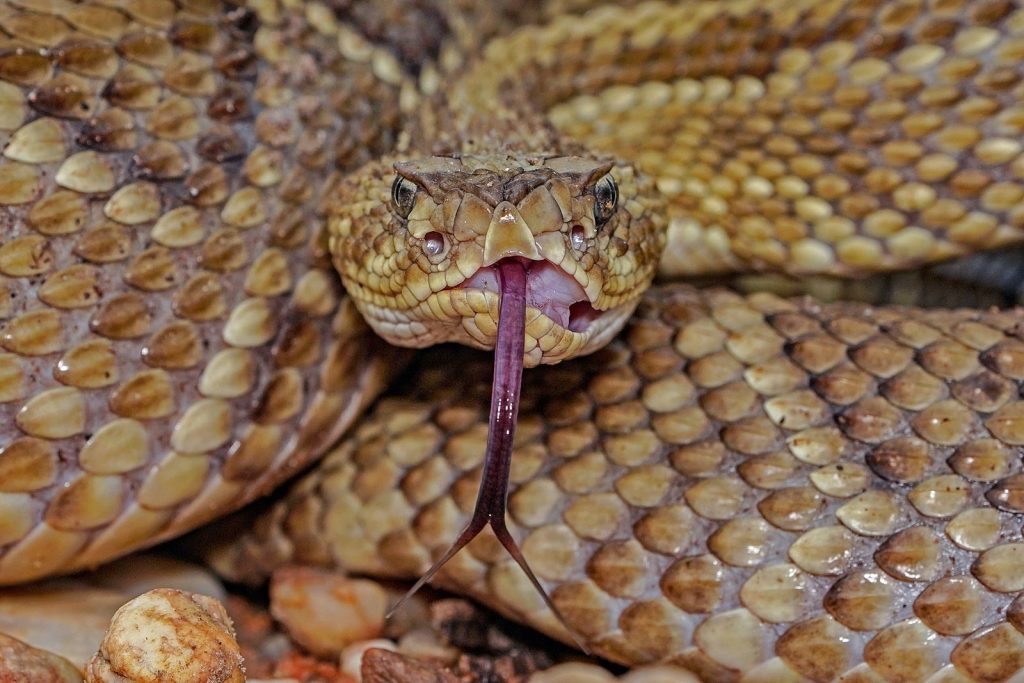 Detailed close-up of a rattlesnake showcasing its scales and extended tongue. Perfect for wildlife enthusiasts.