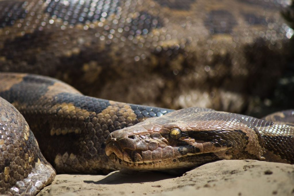 Detailed close-up of an Indian python basking in the sun at Bharatpur, India.