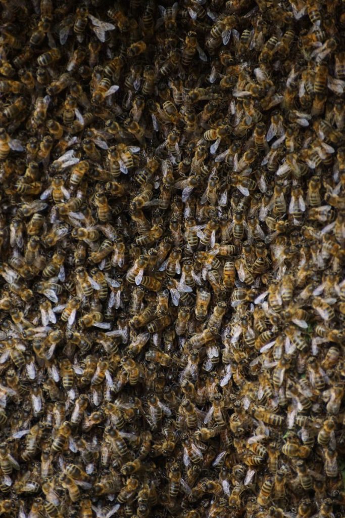 Close-up of a dense swarm of honey bees showcasing intricate patterning and texture.