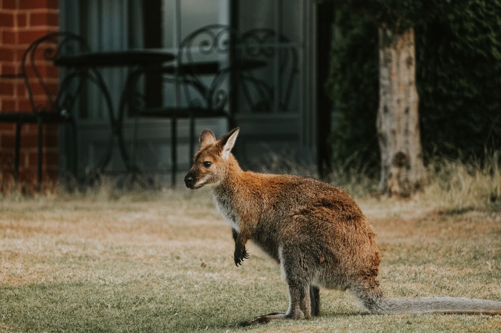 Captivating shot of a young kangaroo in a Launceston garden setting, ideal for nature themes.