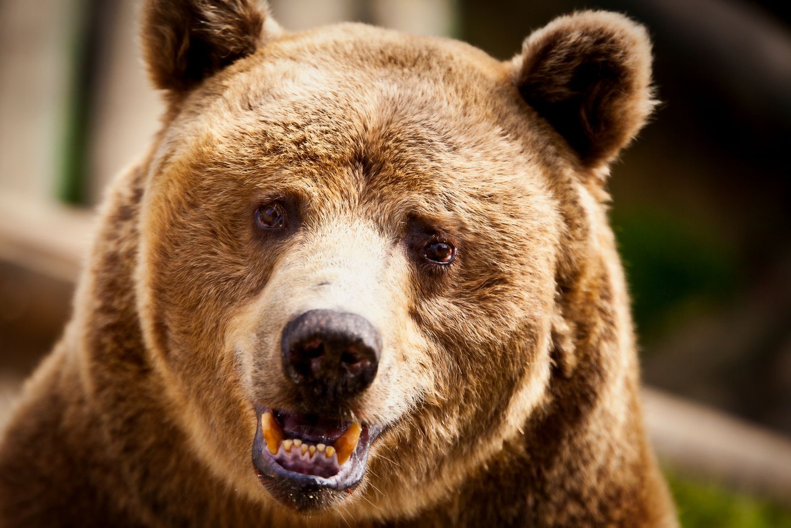 Captivating close-up of a grizzly bear showcasing its expressive features at İstanbul Zoo.
