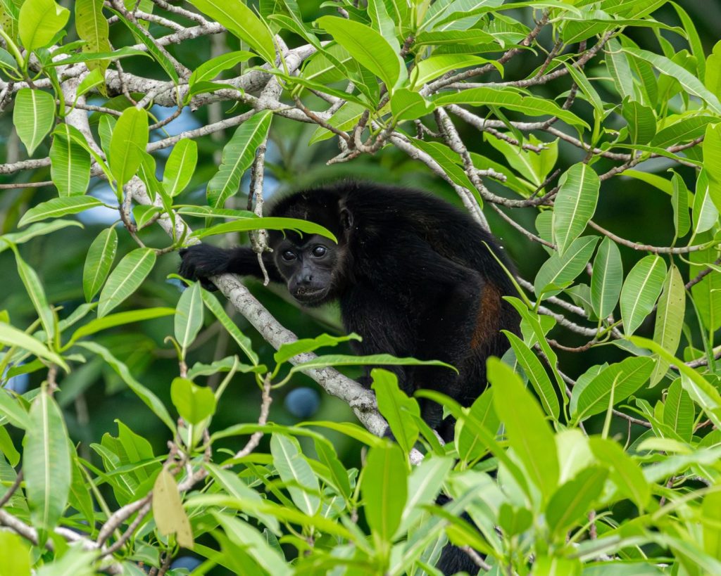 A howler monkey perched in vibrant green leaves, showcasing its natural habitat.