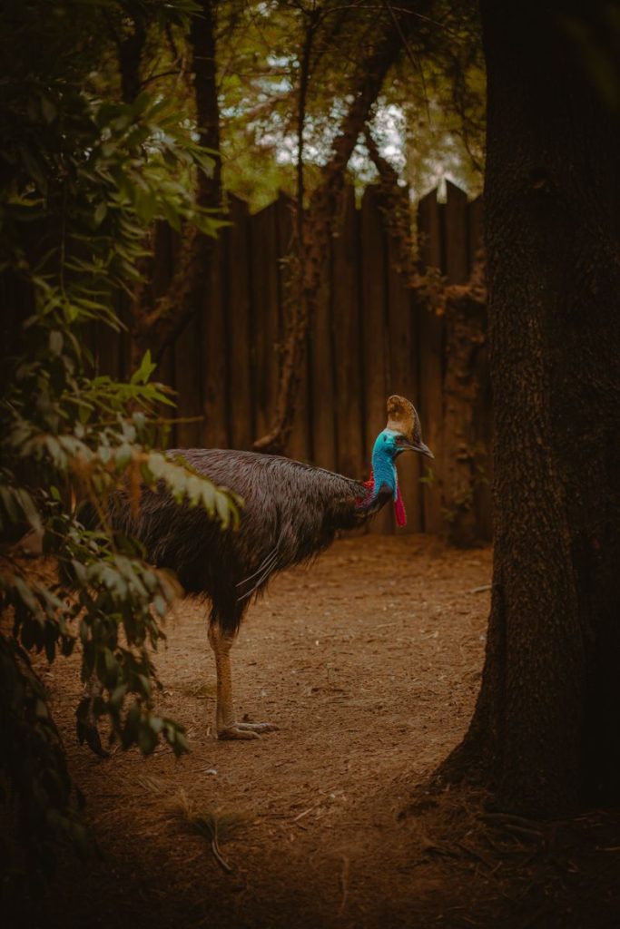 Majestic Southern Cassowary standing in a forest-like enclosure with wooden fence.