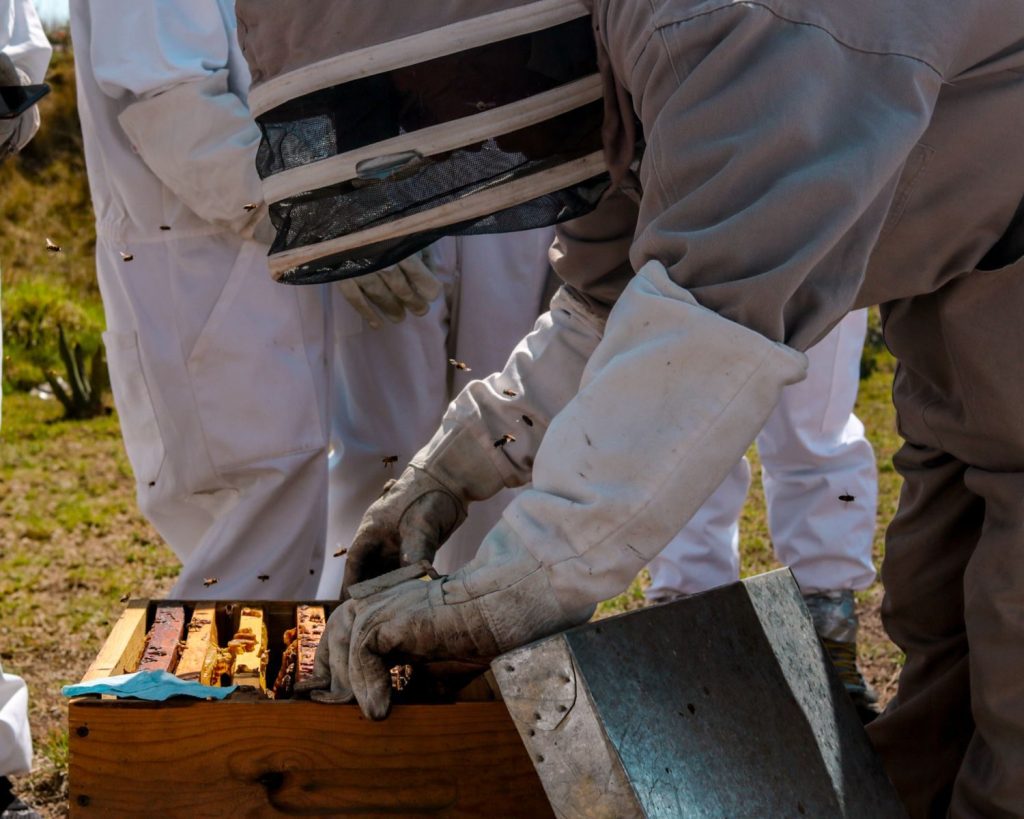 Beekeepers in protective suits examining a hive during the day. Ideal for agriculture and nature themes.