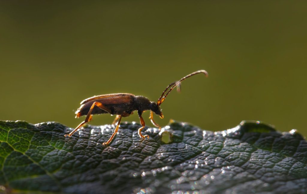 Macro shot of a beetle perched on a textured leaf with natural lighting.