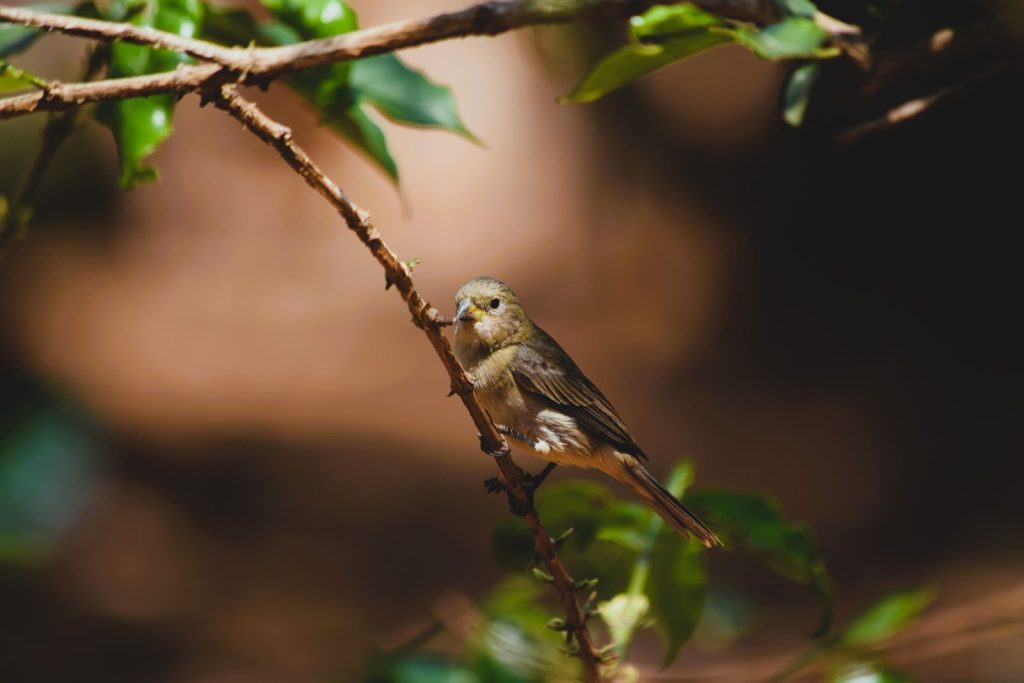 A Double-Collared Seedeater perched on a branch in Alexânia, Brazil.
