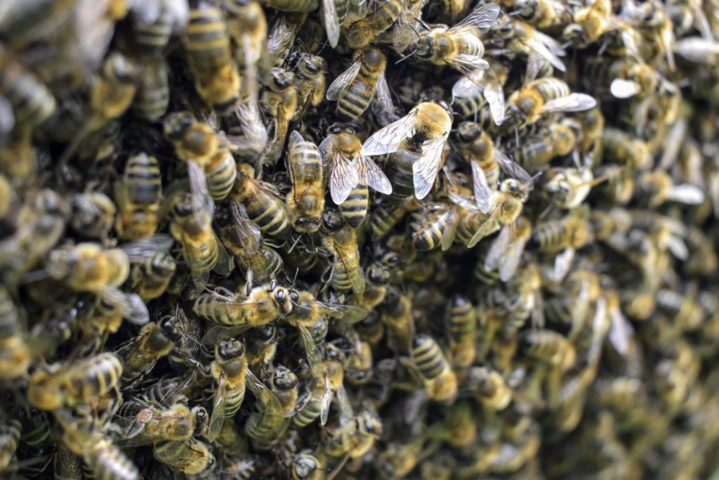 Detailed view of swarming honey bees on a hive showcasing natural wildlife behavior.