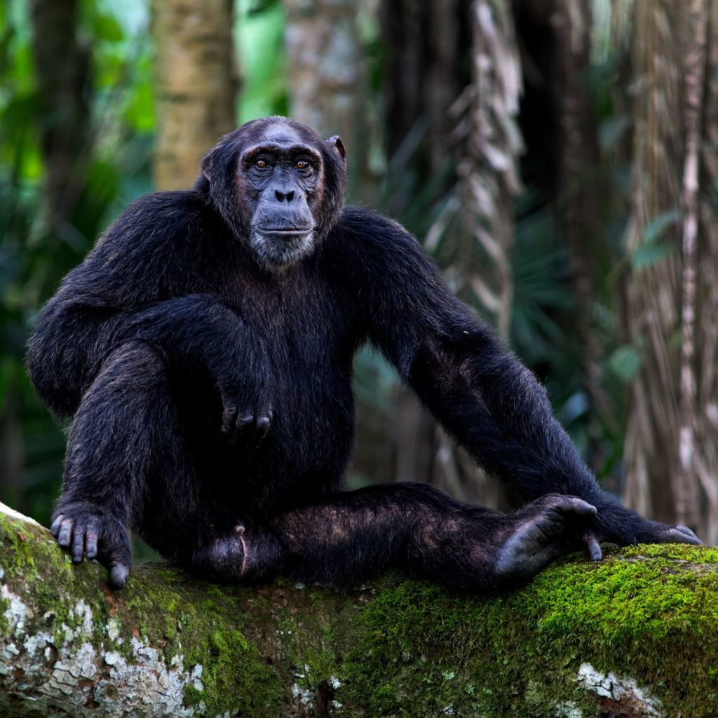 Portrait of a chimpanzee relaxing on a moss-covered branch in a lush forest.