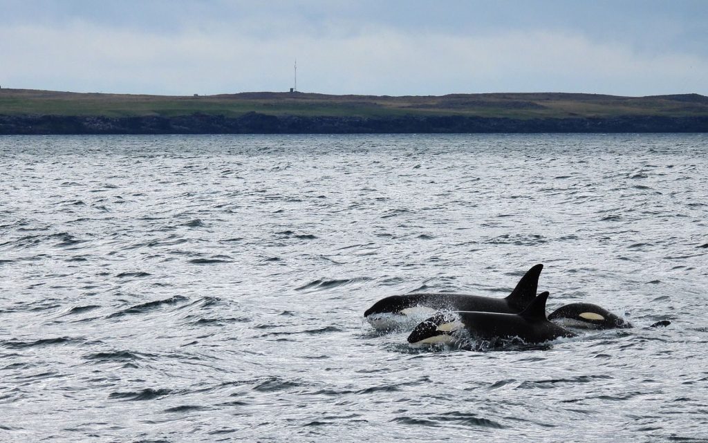 Orcas swimming in the waters near Ólafsvík, Iceland. Captured at day time, showcasing marine life.