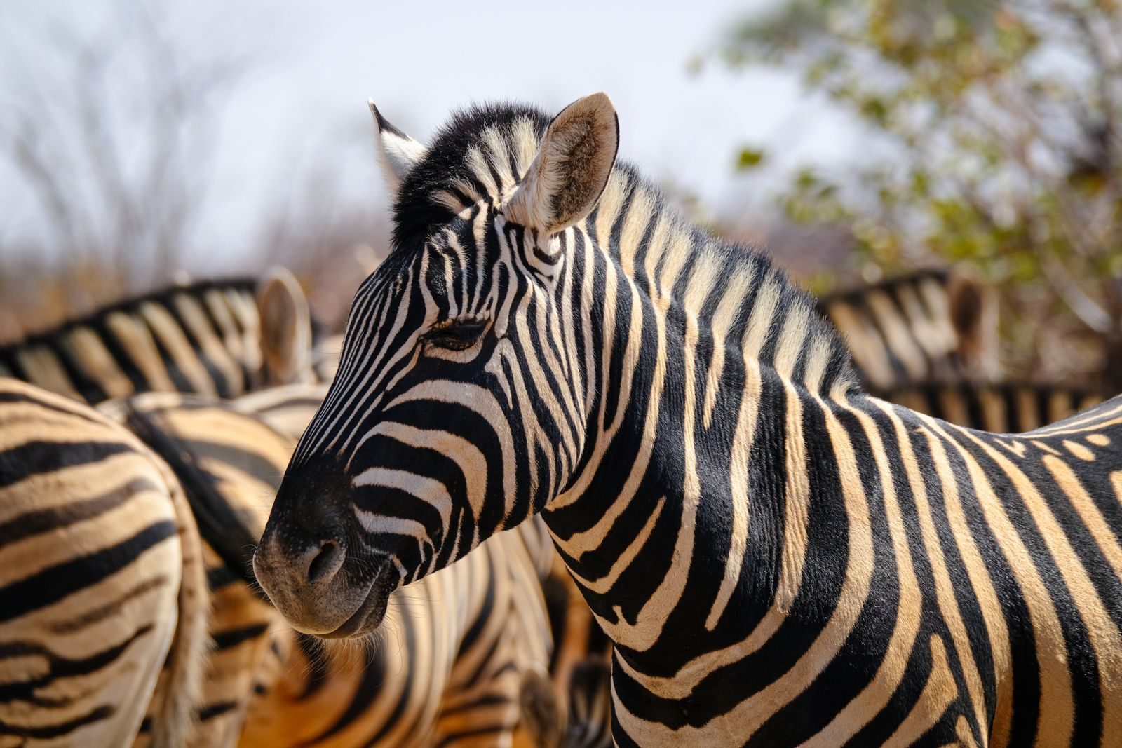 A detailed close-up of a zebra among a group of zebras in their natural habitat.