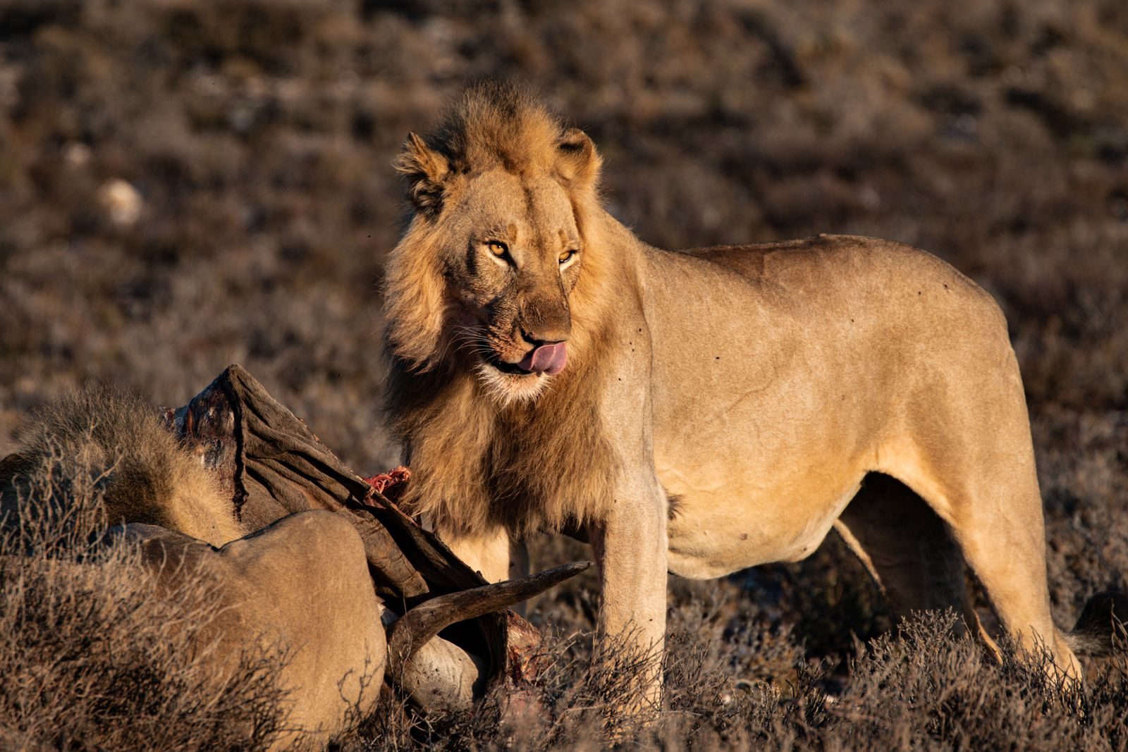 A lion stands proudly in the South African savannah, showcasing its powerful presence.