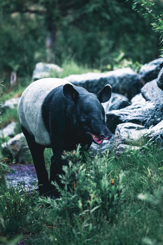 A Malayan tapir walking through lush tropical vegetation in a rainforest setting.