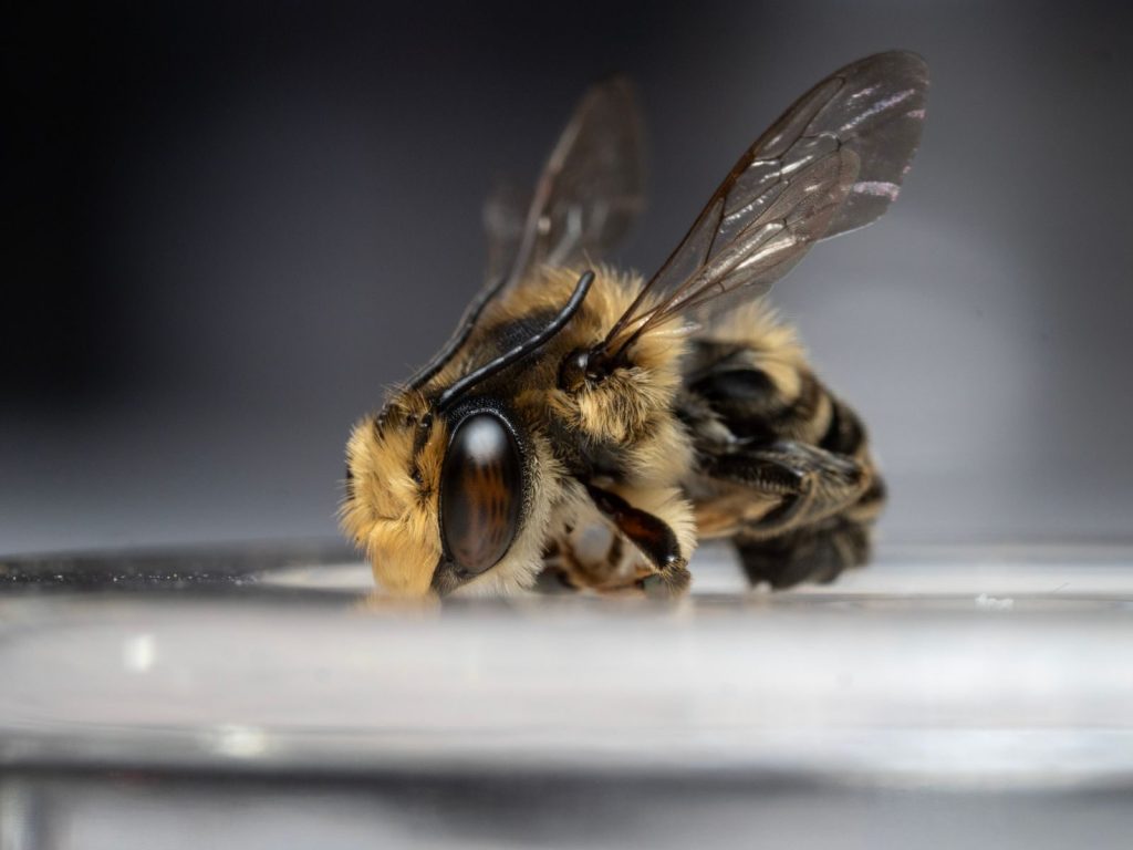 Macro shot of a bee showcasing intricate details in selective focus.