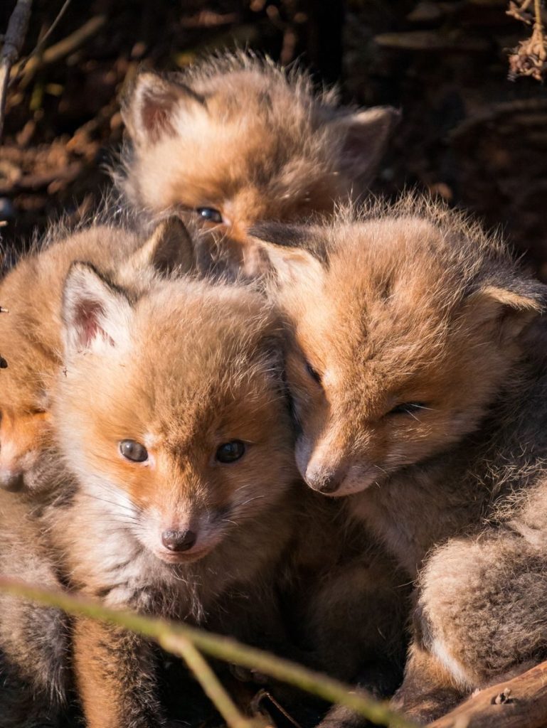 Three cute red fox kits snuggled together in a sunlit burrow showing natural wildlife behavior.